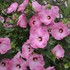 Hibiscus 'Airbrush Effect' PP29295