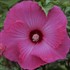 Hibiscus 'Airbrush Effect' PP29295