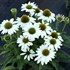 'KISMET White' Coneflower