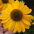 'Tweety' Coneflower