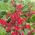 Lobelia 'Scarlet Princess'