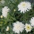Shasta Daisy Santé