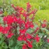 Lobelia 'Scarlet Princess'