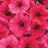 Supertunia Vista Paradise Petunia