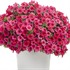 Supertunia Vista Paradise Petunia