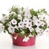 Supertunia Vista Silverberry Petunia