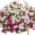Supertunia Vista Silverberry Petunia