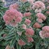 'Frosted Fire' Stonecrop