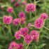 Truffula Pink Globe Amaranth Gomphrena pulchella