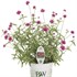 Truffula Pink Globe Amaranth Gomphrena pulchella