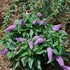PUGSTER Amethyst Butterfly Bush Buddleia 