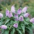 PUGSTER Amethyst Butterfly Bush Buddleia 