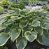 Hosta 'Victory'