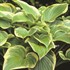 Hosta 'Victory'