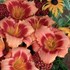 'Strawberry Candy' Daylily
