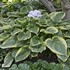 Hosta 'Victory'