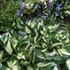 Fire and Ice' Hosta