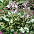Fire and Ice' Hosta