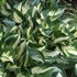 Fire and Ice' Hosta