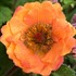 Geum 'Tempo Orange'