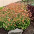 Geum 'Tempo Orange'
