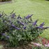 PUGSTER BLUE Butterfly Bush Buddleia