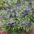 PUGSTER BLUE Butterfly Bush Buddleia