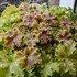 Heuchera 'Apple Twist' DOLCE series