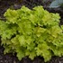 Heuchera 'Apple Twist' DOLCE series