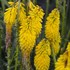 Kniphofia 'Solar Flare' PYROMANIA Collection