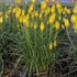 Kniphofia 'Solar Flare' PYROMANIA Collection