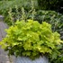 Heuchera 'Twist of Lime' 