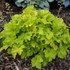 Heuchera 'Twist of Lime' 