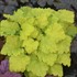Heuchera 'Twist of Lime' 