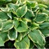 'Fragrant Dream' Hosta