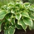'Fragrant Dream' Hosta