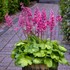 Heuchera 'Timeless Glow' Timeless Collection