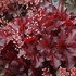 Heuchera FOREVER Red