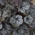 Heuchera 'Timeless Treasure' Timeless Collection