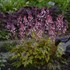 Heucherella 'Eye Spy' FUN AND GAMES Collection