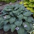 Hosta 'Diamond Lake' SHADOWLAND Collection