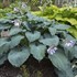 Hosta 'Diamond Lake' SHADOWLAND Collection
