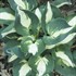 Hosta 'Half and Half'