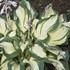 Hosta 'Hans'