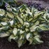 Hosta 'Hans'