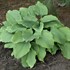 Hosta 'Komodo Dragon'