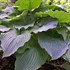 Hosta 'Komodo Dragon'