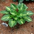 Hosta 'Lakeside Paisley Print'