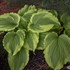 Hosta 'One Last Dance'