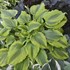 Hosta 'One Last Dance'